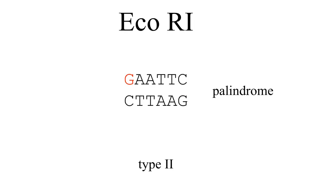 eco ri 1