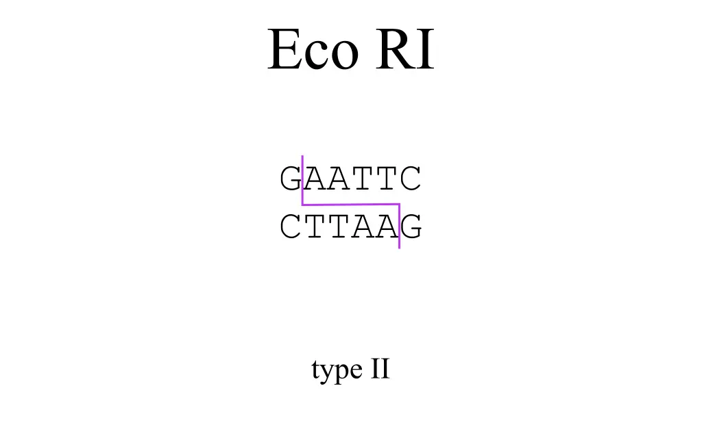 eco ri 2