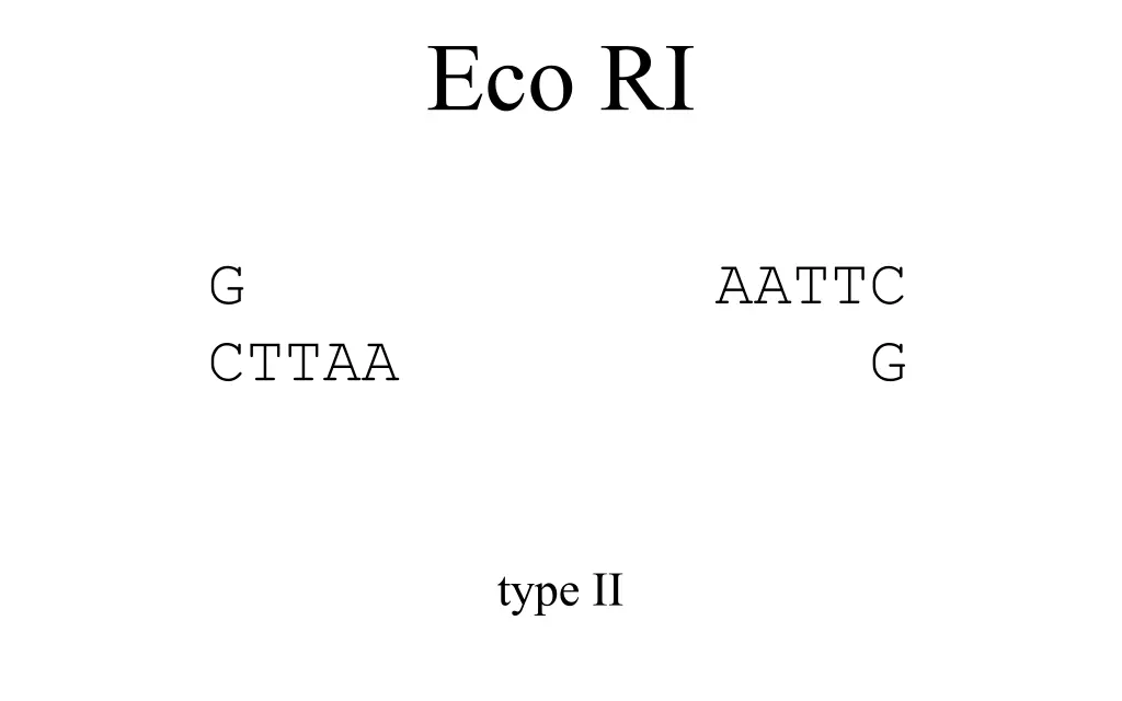 eco ri 3