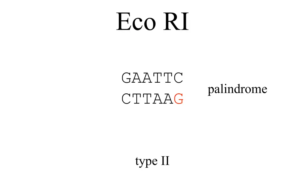 eco ri