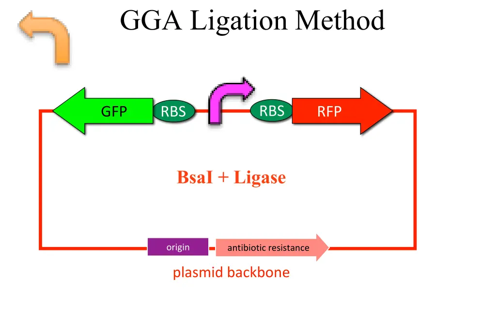 gga ligation method 1