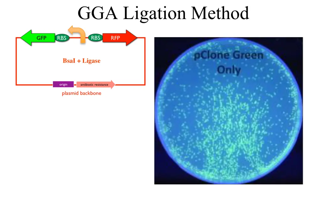 gga ligation method 2