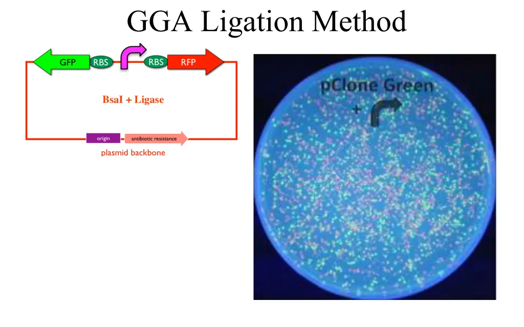 gga ligation method 3