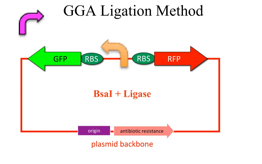 gga ligation method