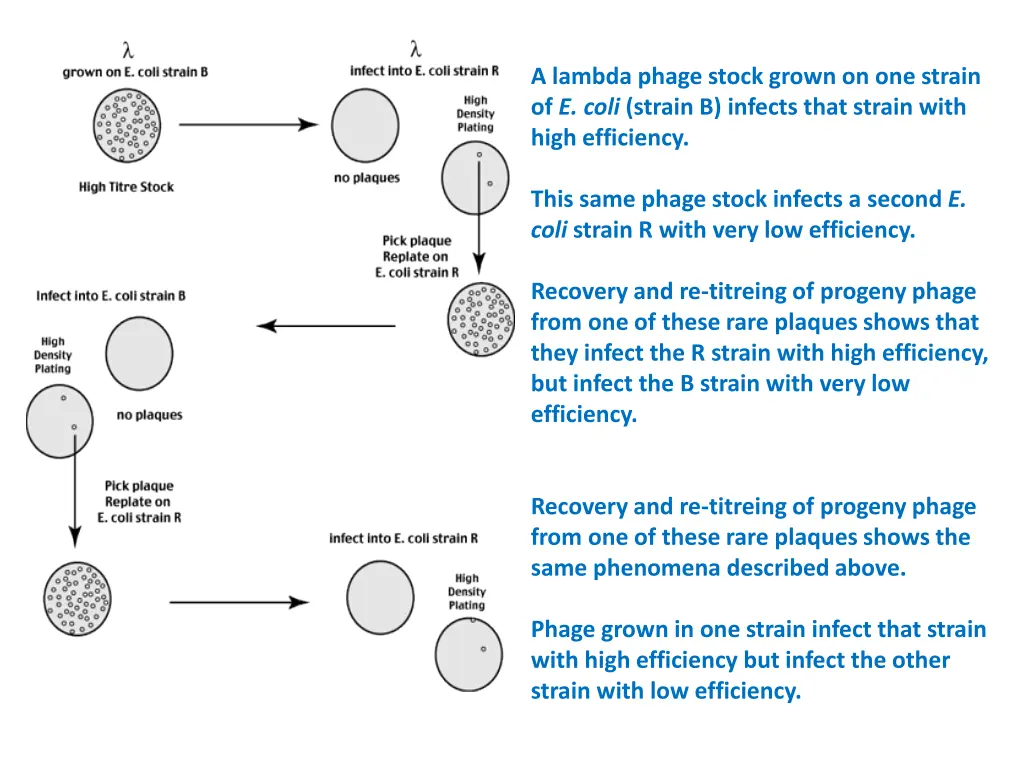 a lambda phage stock grown on one strain