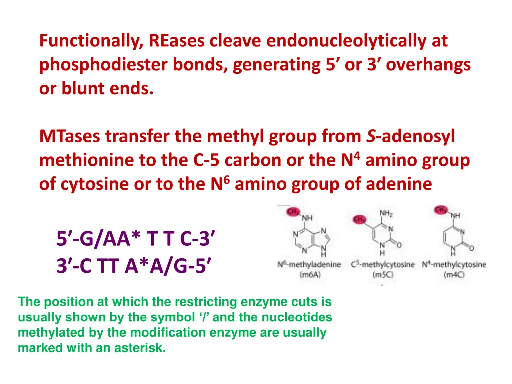 functionally reases cleave endonucleolytically