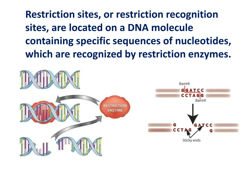 restriction sites or restriction recognition