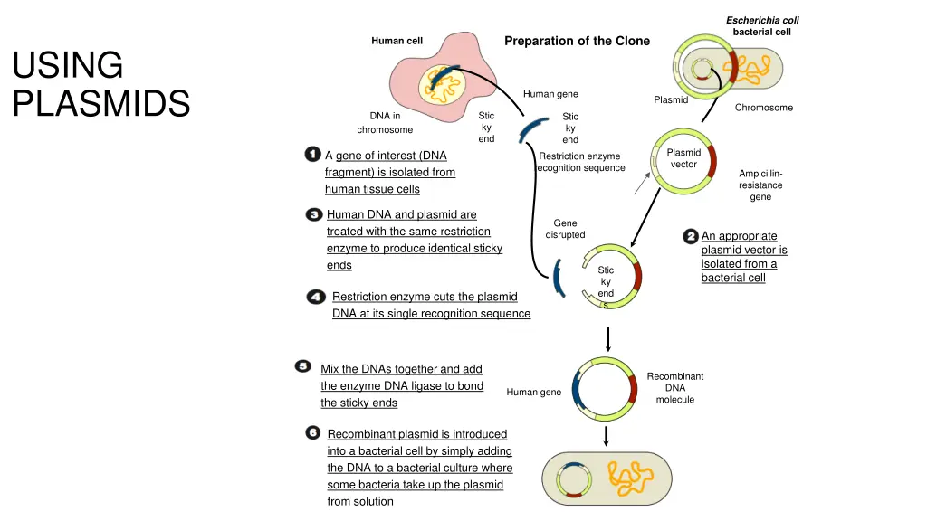 escherichia coli bacterial cell