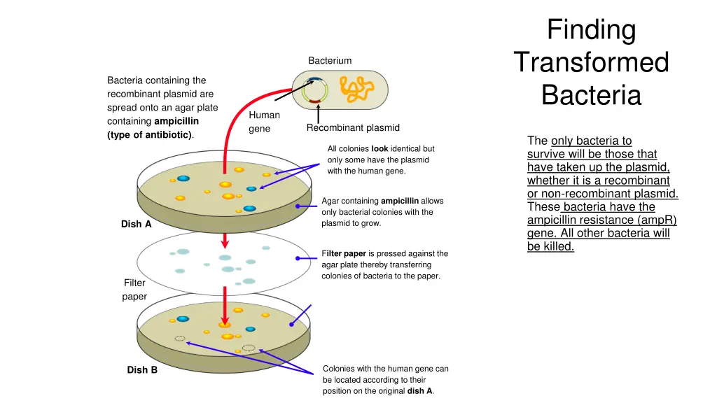 finding transformed bacteria