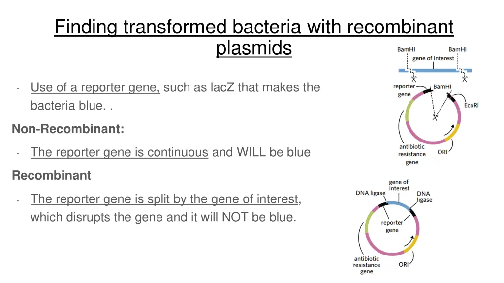 finding transformed bacteria with recombinant