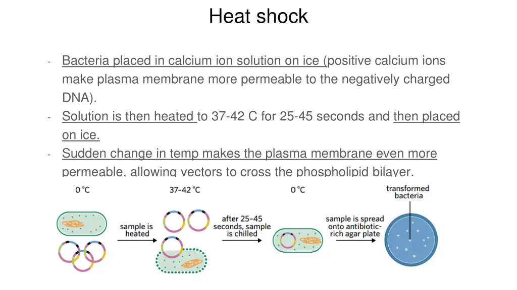 heat shock