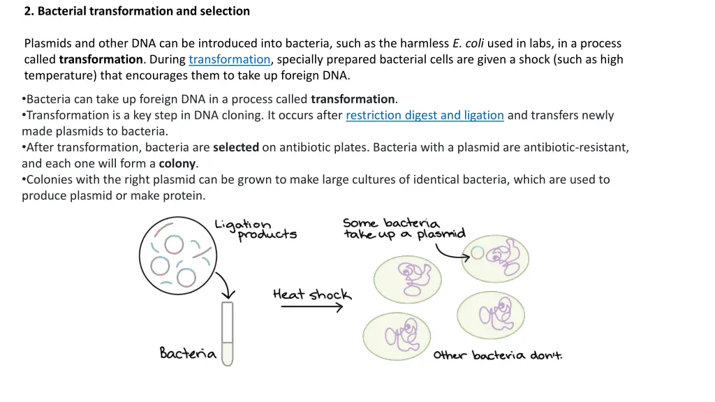 2 bacterial transformation and selection