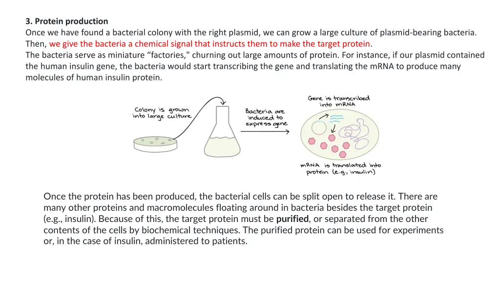 3 protein production once we have found