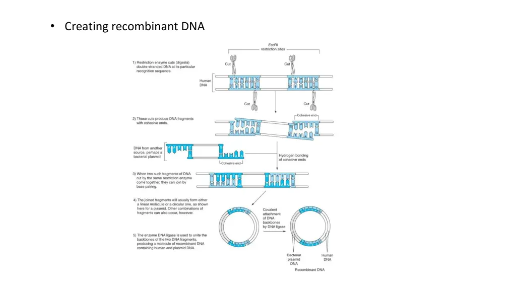 creating recombinant dna