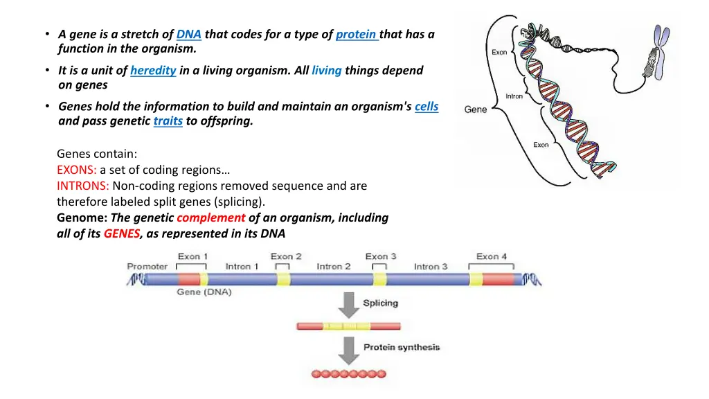 file gene png