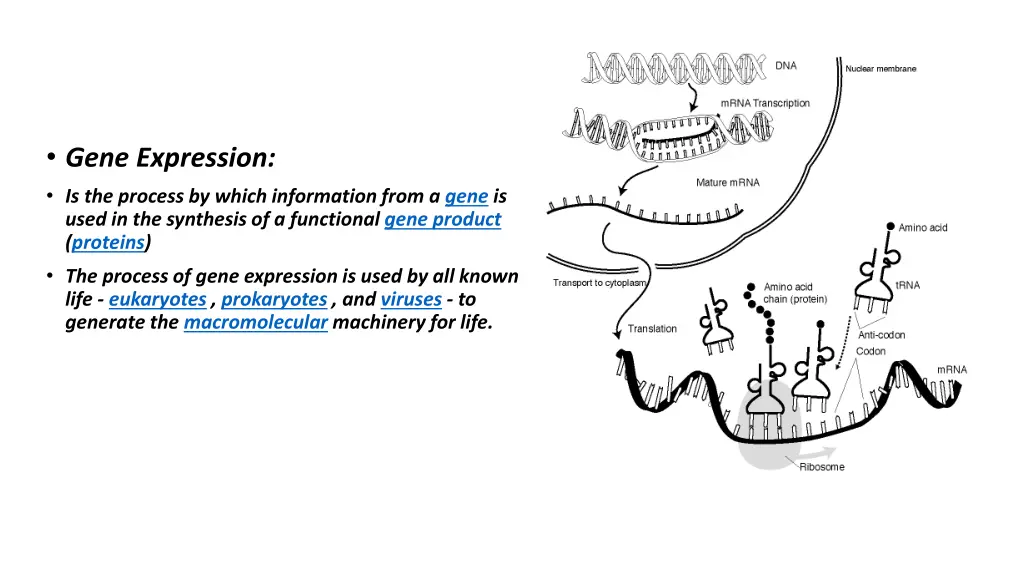 gene expression is the process by which