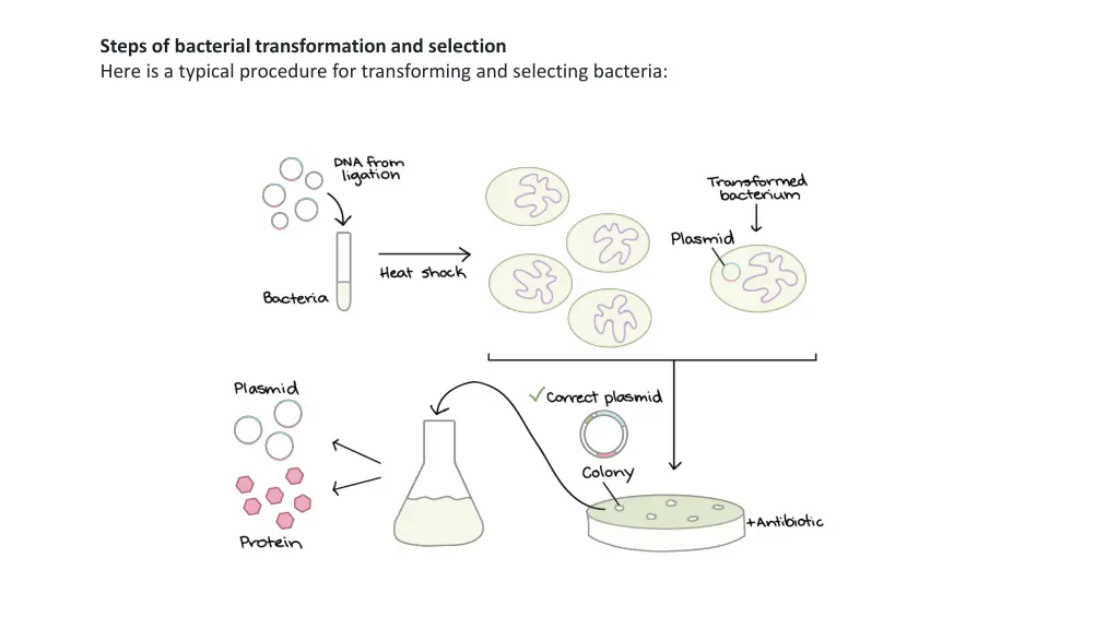 steps of bacterial transformation and selection