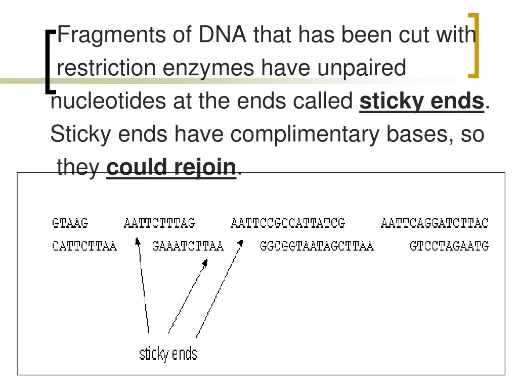 fragments of dna that has been cut with