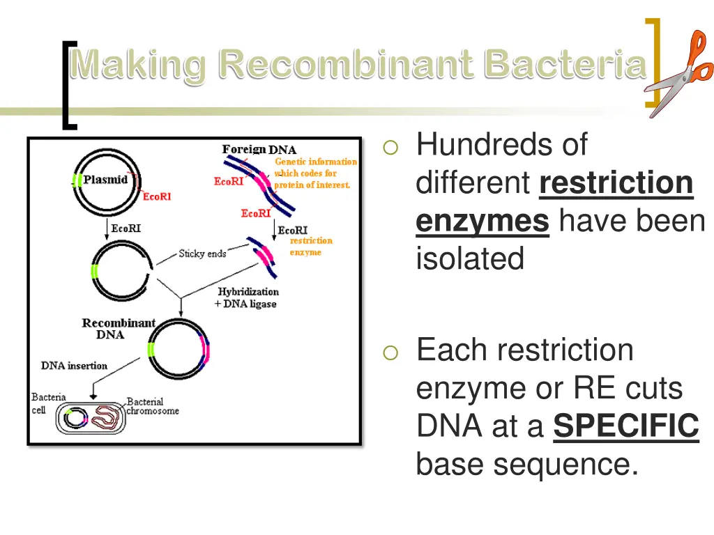 making recombinant bacteria making recombinant 1