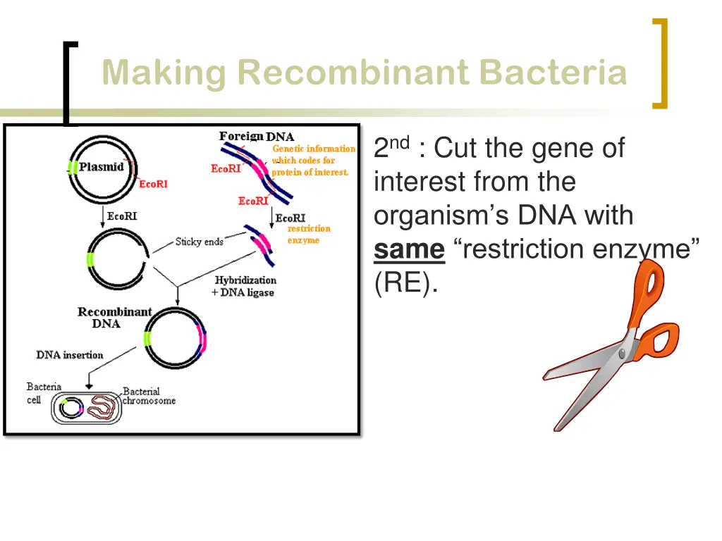 making recombinant bacteria making recombinant 2