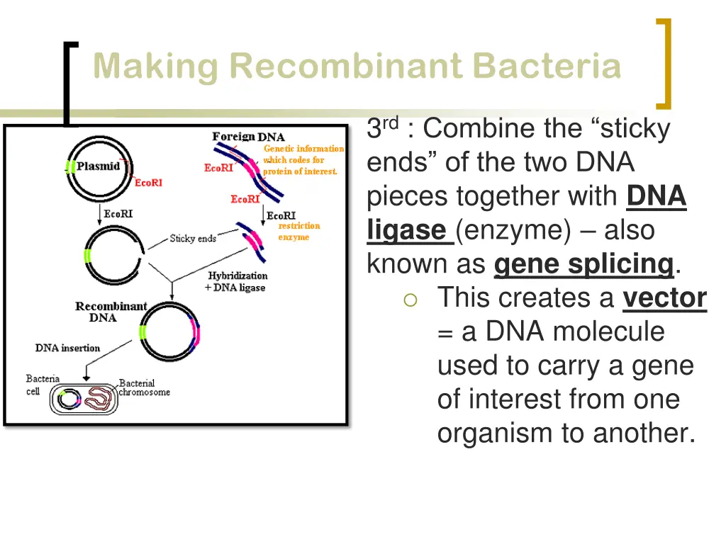 making recombinant bacteria making recombinant 3