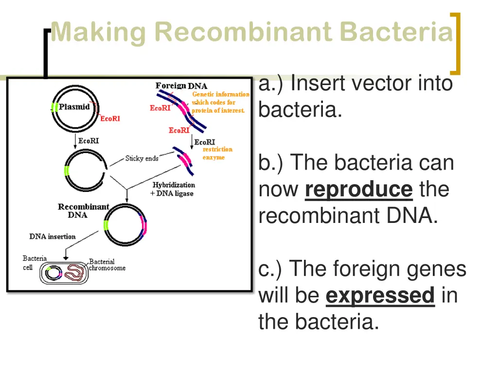 making recombinant bacteria making recombinant 4