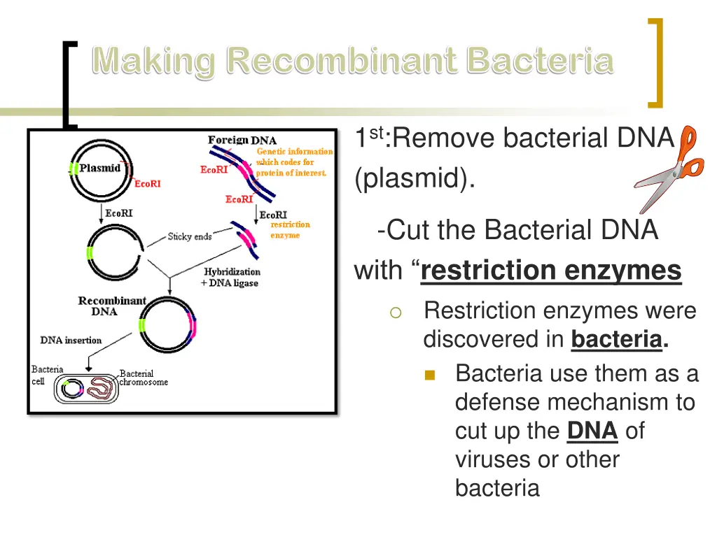 making recombinant bacteria making recombinant