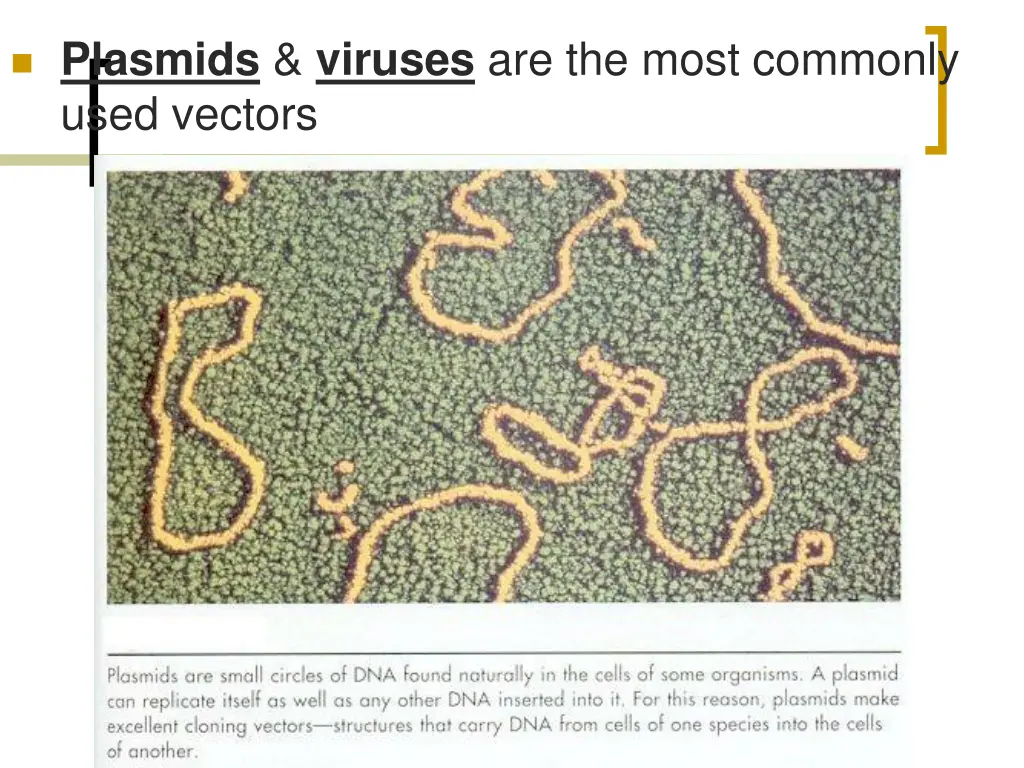 plasmids viruses are the most commonly used