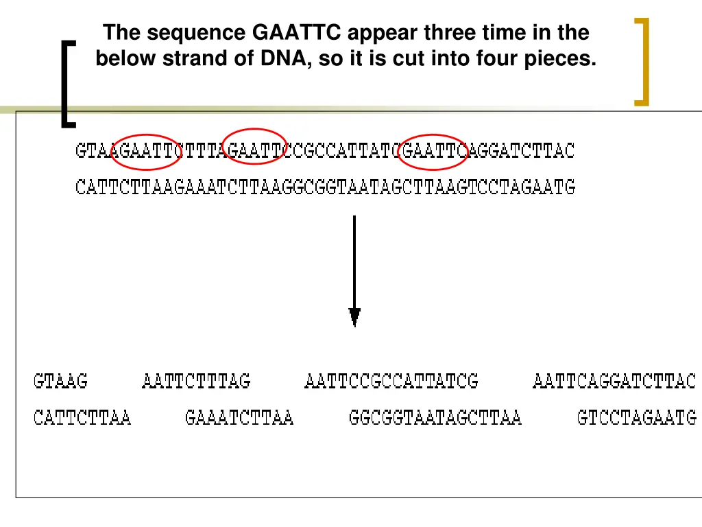 the sequence gaattc appear three time