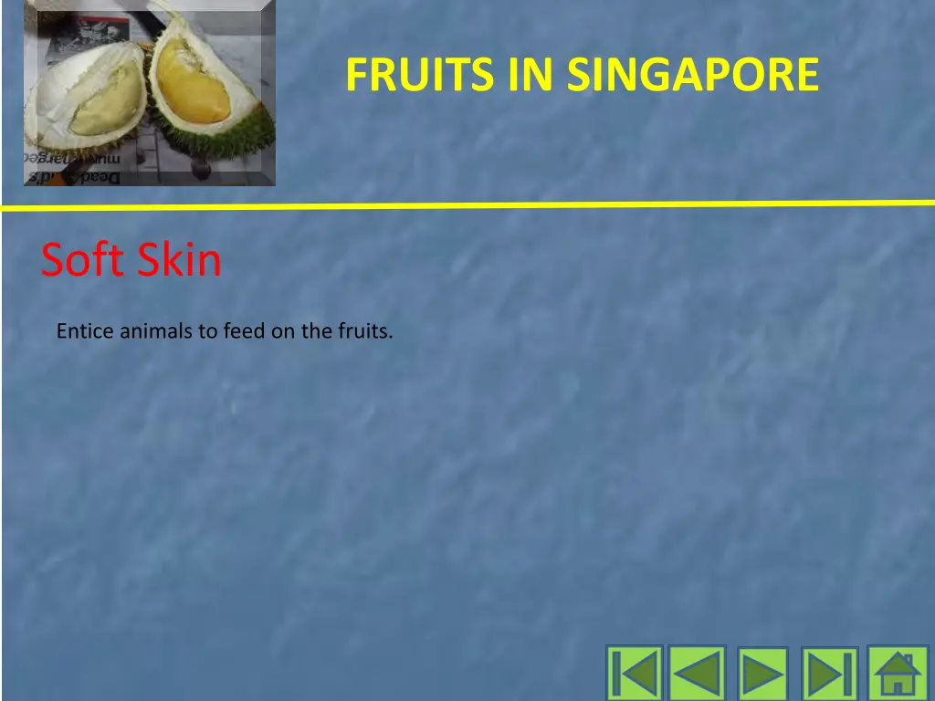 fruits in singapore 4