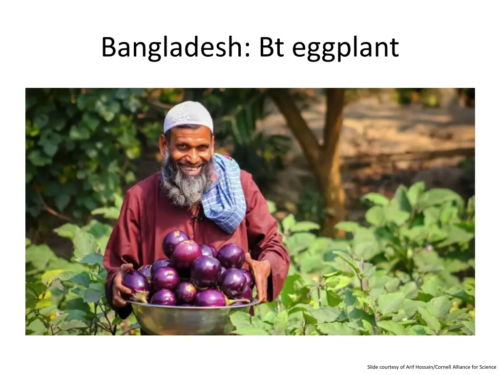 bangladesh bt eggplant