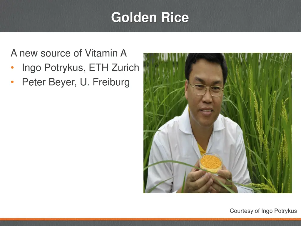 golden rice