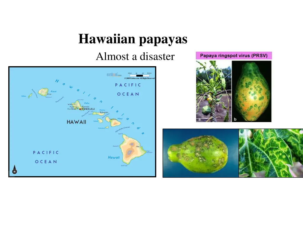 hawaiian papayas almost a disaster