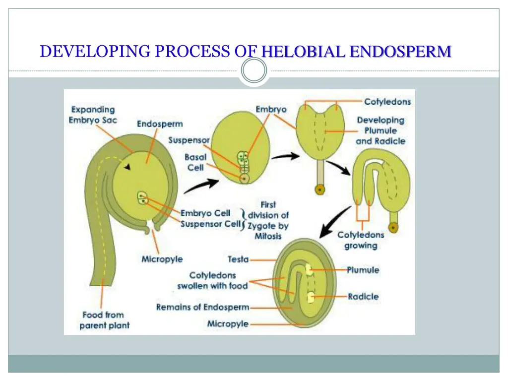 developing process of helobial endosperm