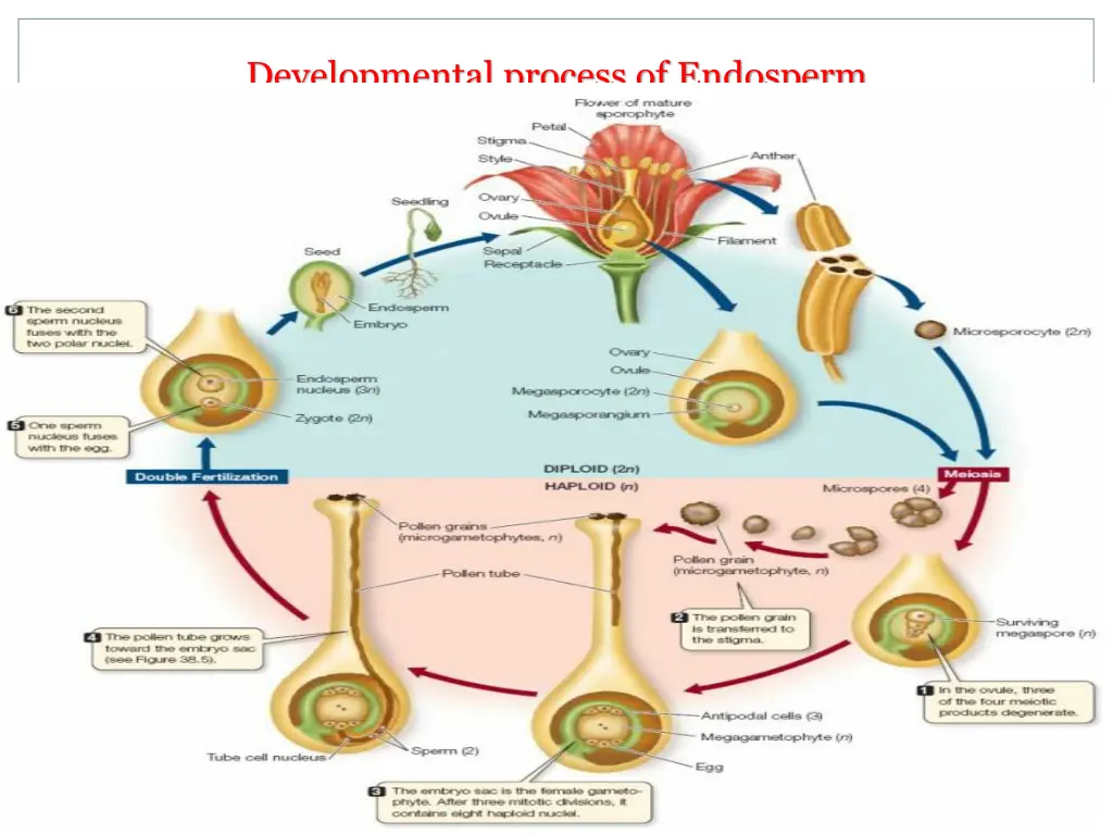 developmental process of endosperm