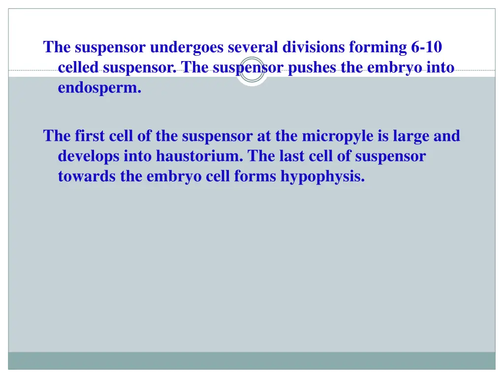 the suspensor undergoes several divisions forming