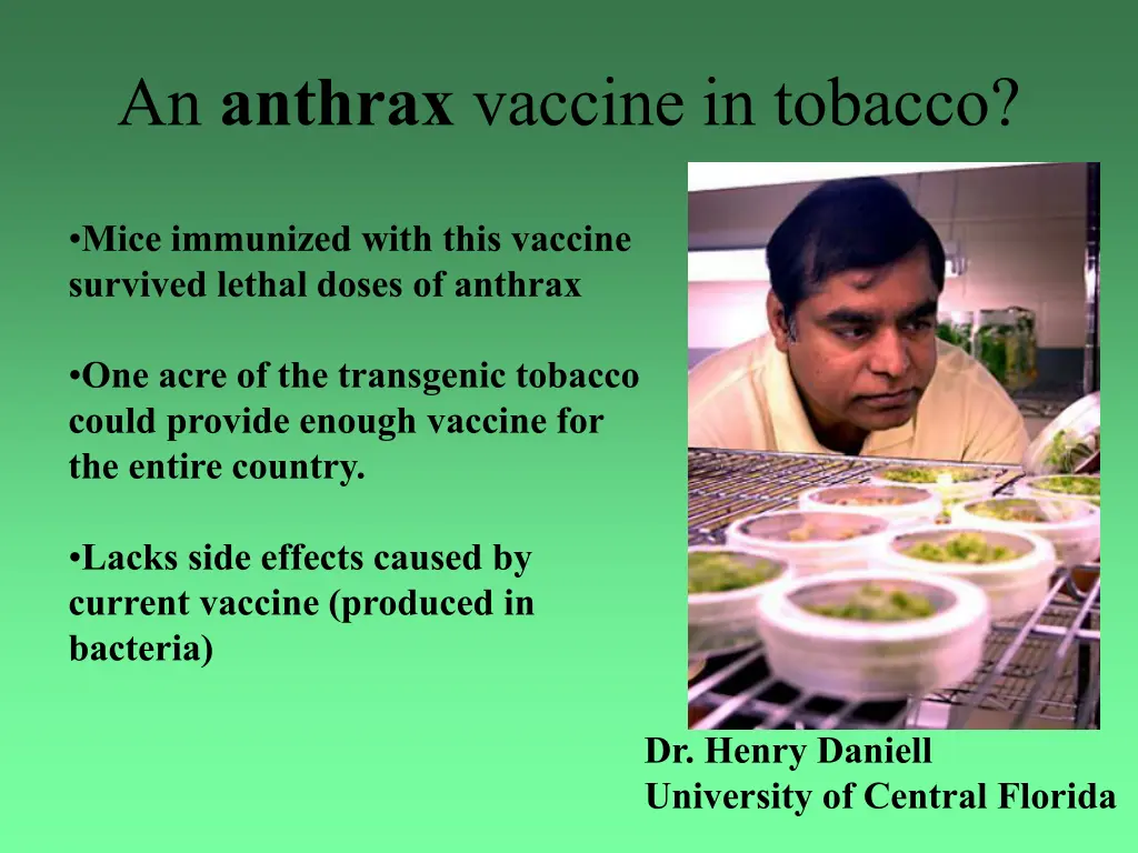 an anthrax vaccine in tobacco 1