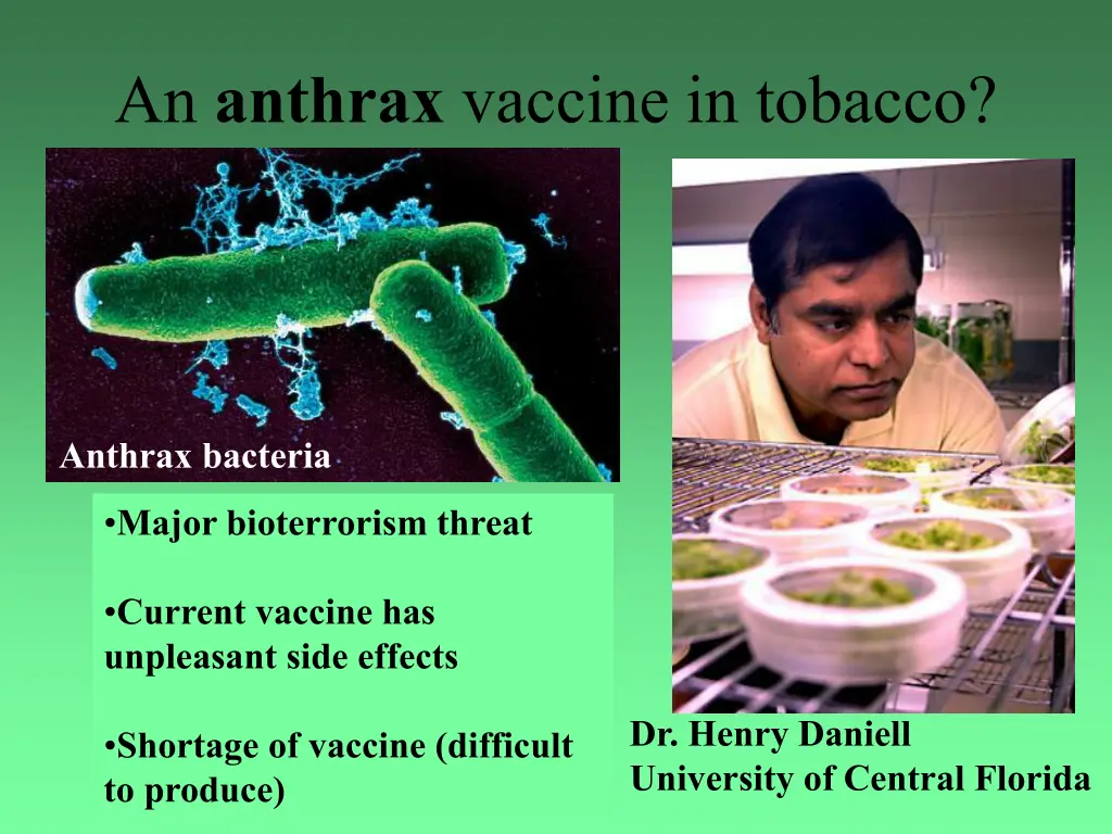 an anthrax vaccine in tobacco