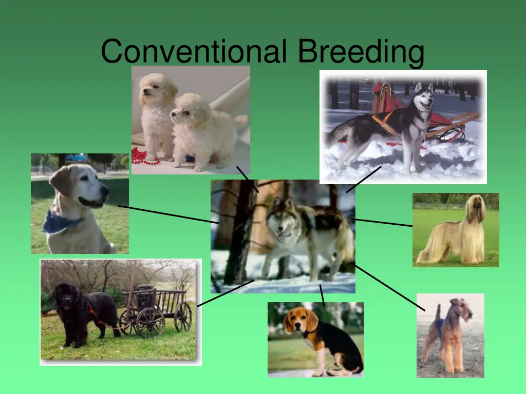 conventional breeding 1