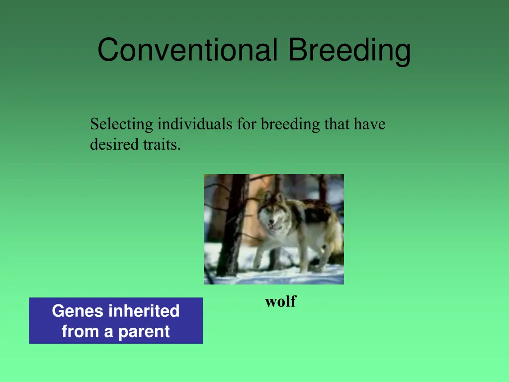 conventional breeding