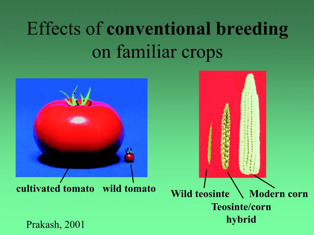 effects of conventional breeding on familiar crops