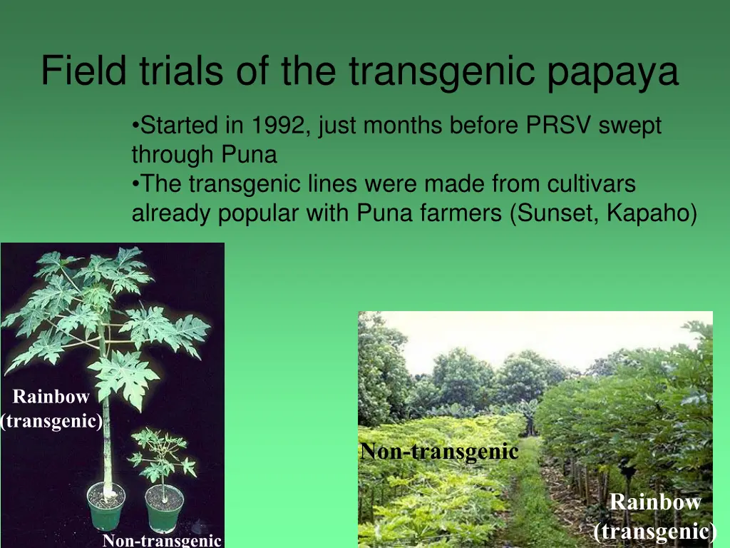 field trials of the transgenic papaya