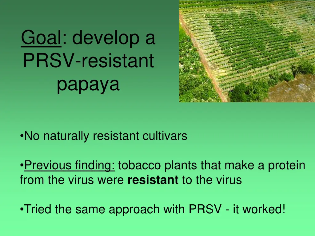 goal develop a prsv resistant papaya