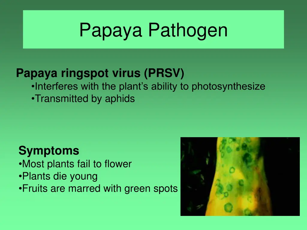 papaya pathogen