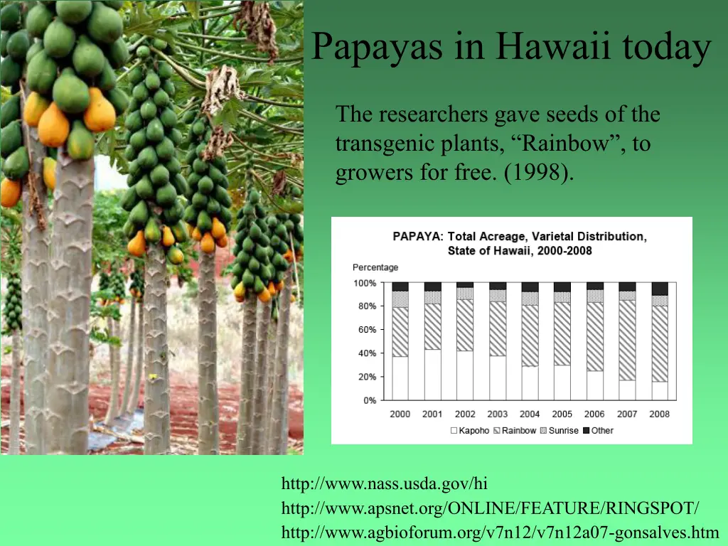 papayas in hawaii today