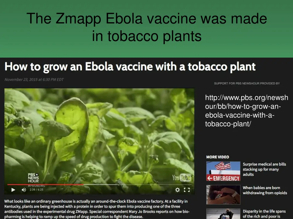 the zmapp ebola vaccine was made in tobacco plants 1