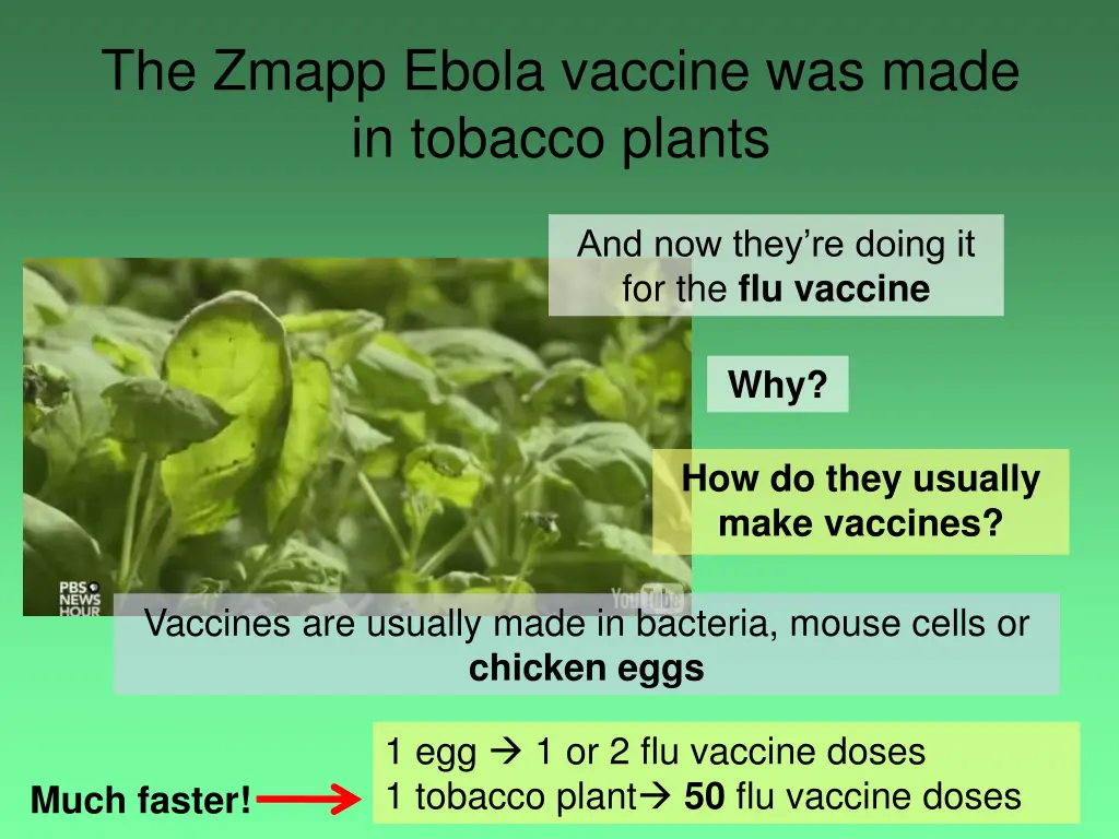 the zmapp ebola vaccine was made in tobacco plants