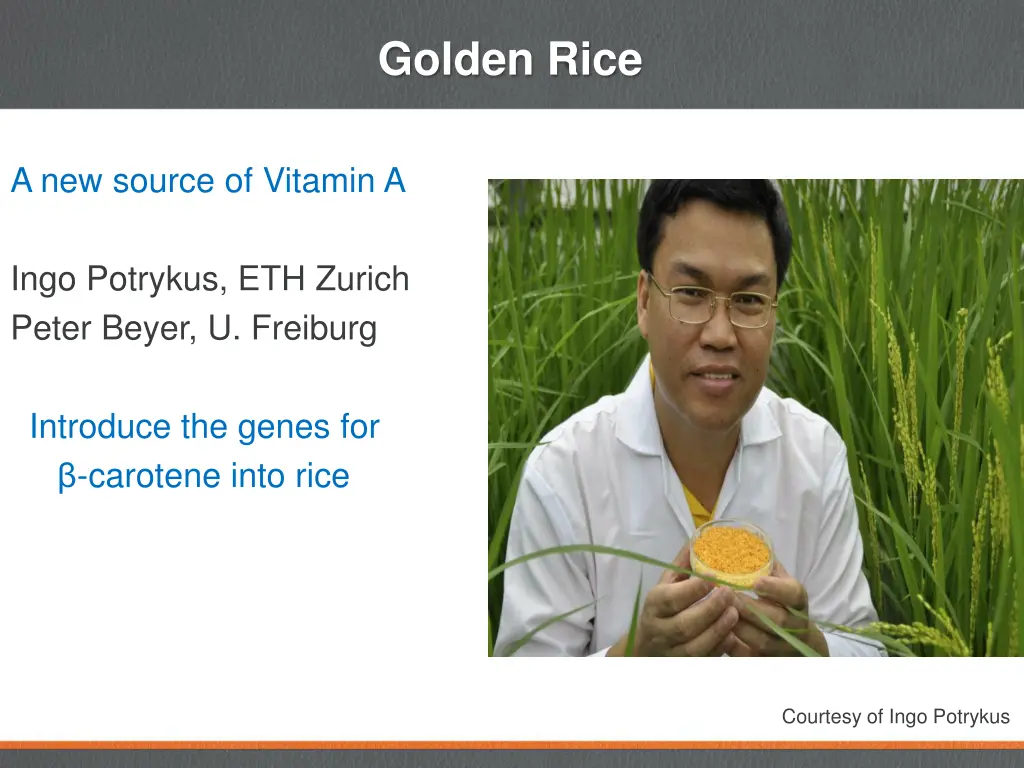 golden rice