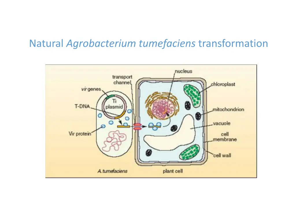 natural agrobacterium tumefaciens transformation