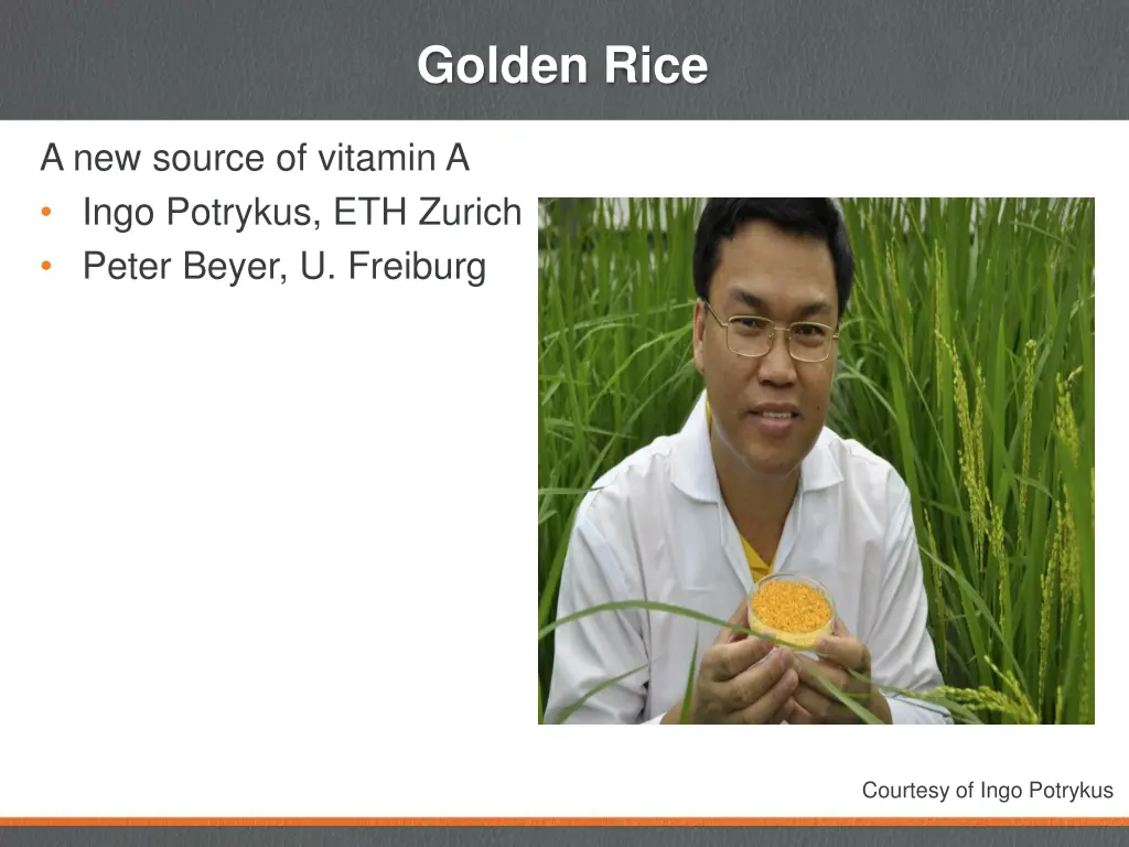 golden rice